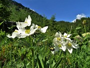 14 Anemoni narcissini (Anemonastrum narcissiflorum)